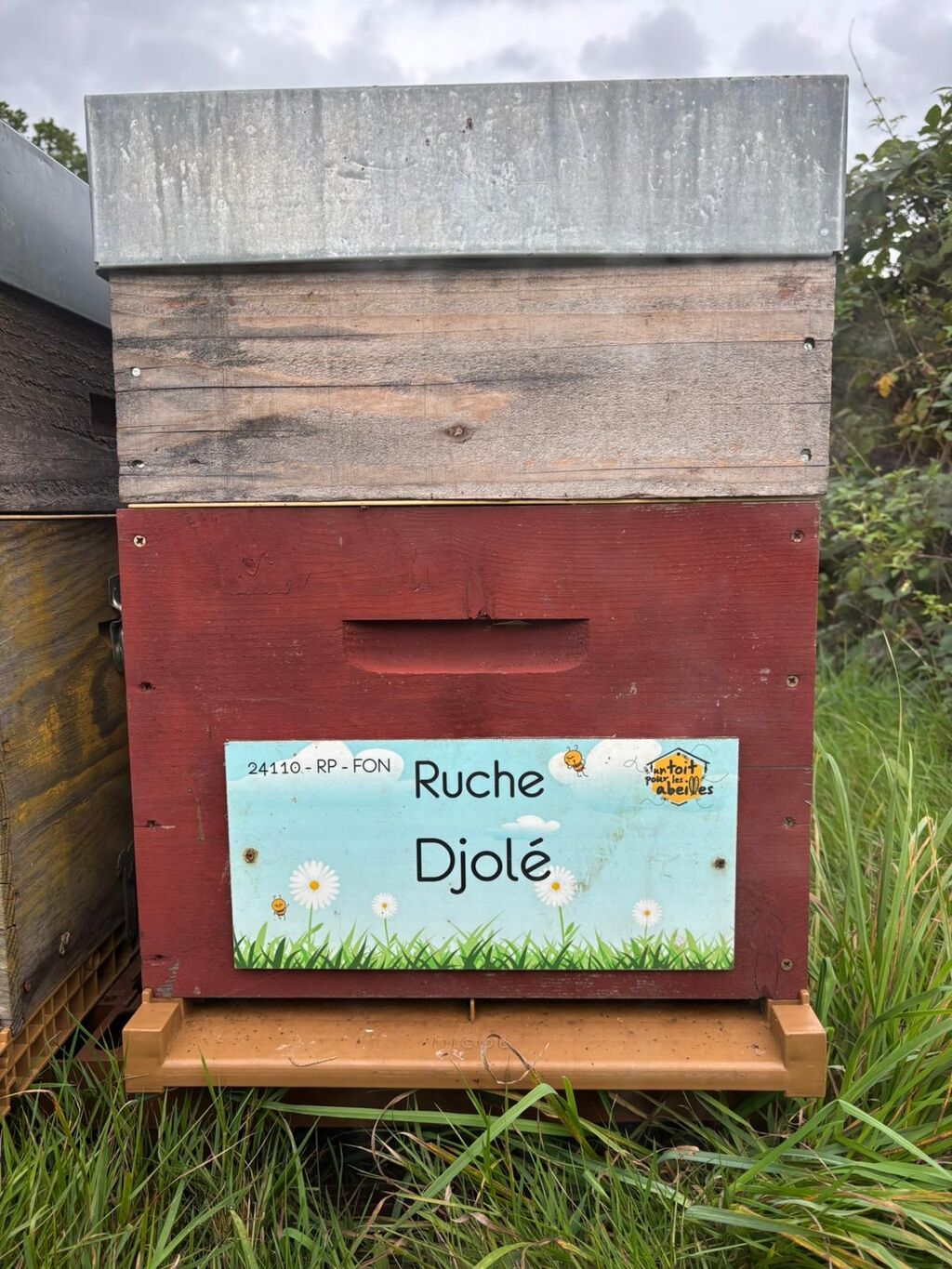 La ruche Djolé