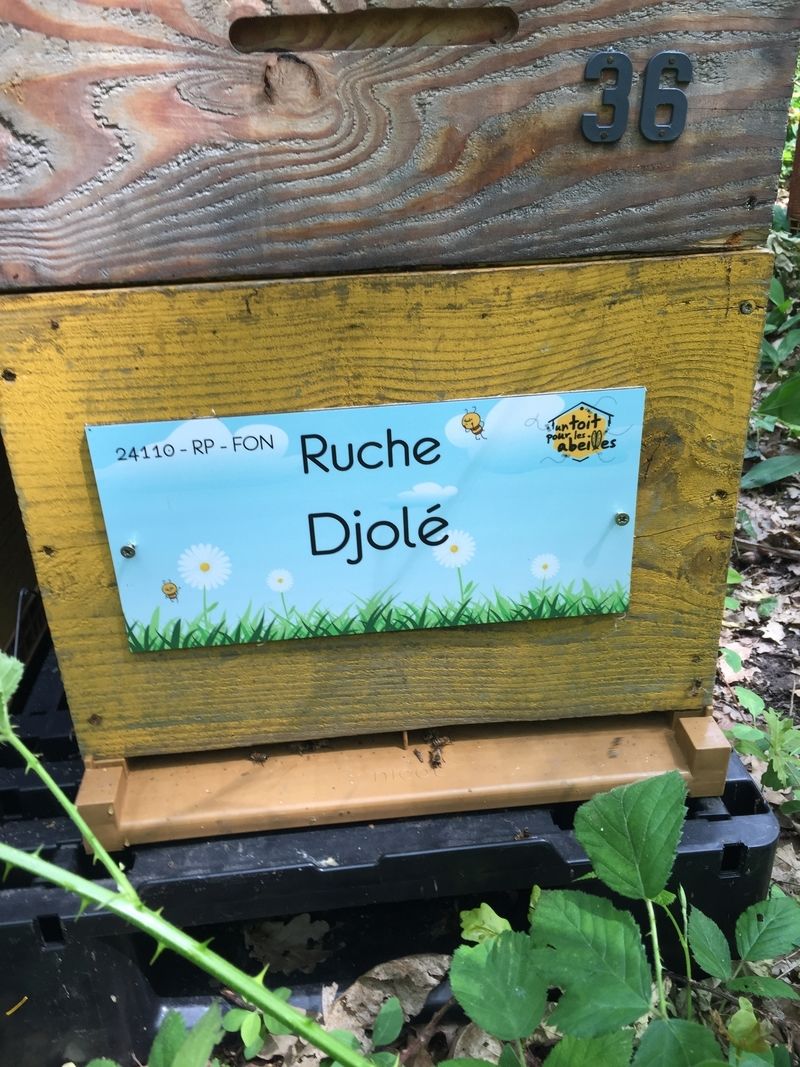 La ruche Djolé