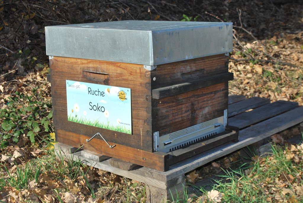 La ruche Soko