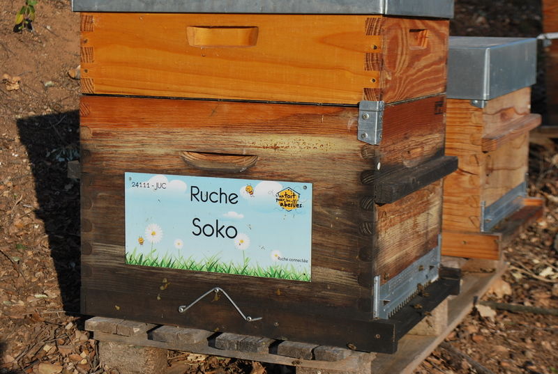 La ruche Soko