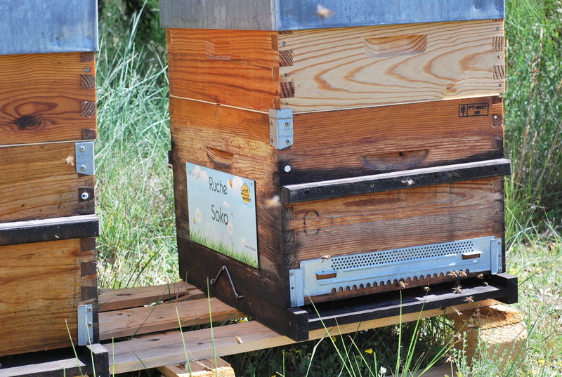 La ruche Soko