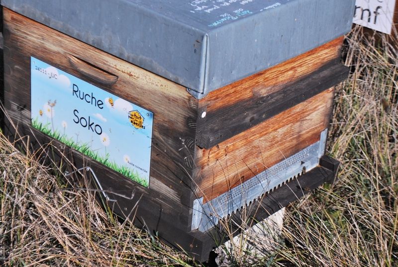 La ruche Soko