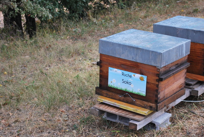 La ruche Soko