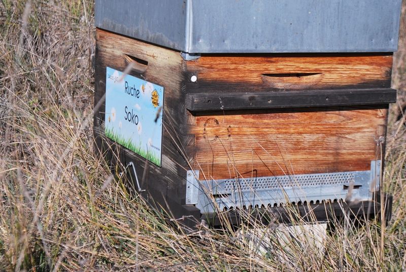 La ruche Soko