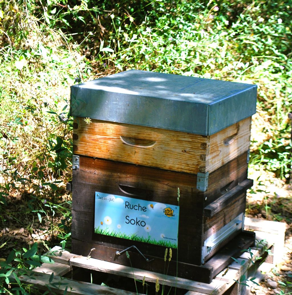 La ruche Soko
