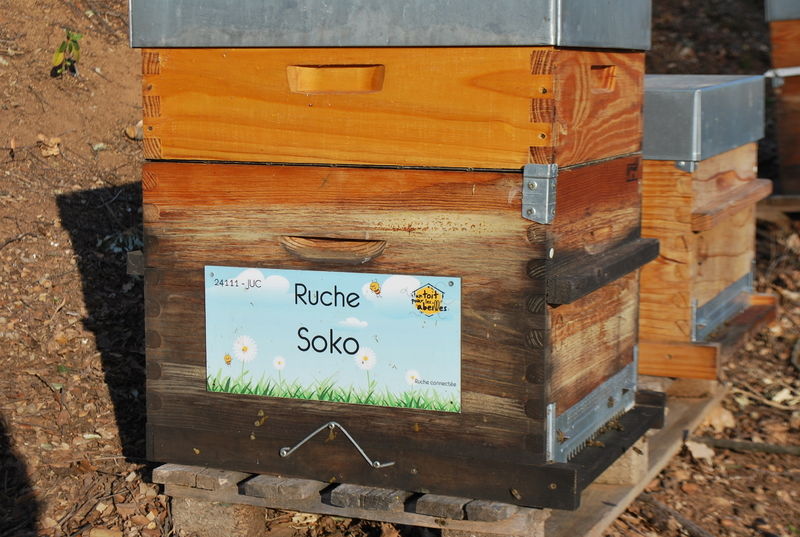 La ruche Soko