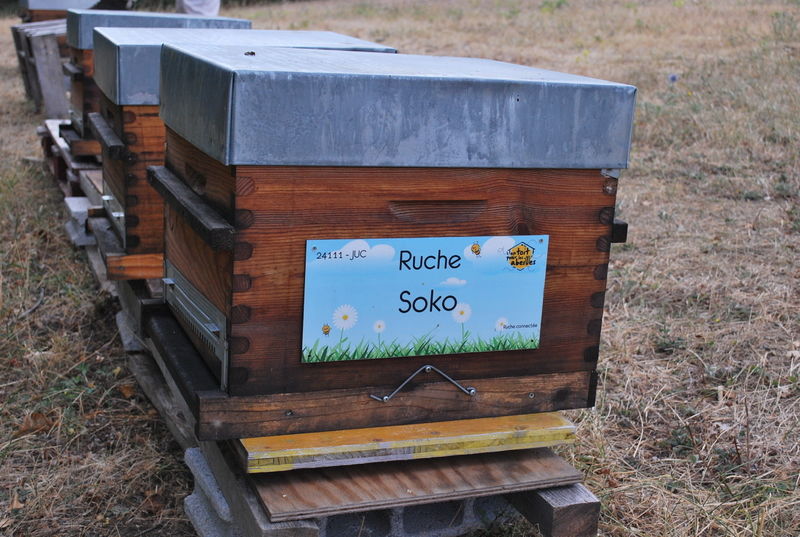 La ruche Soko