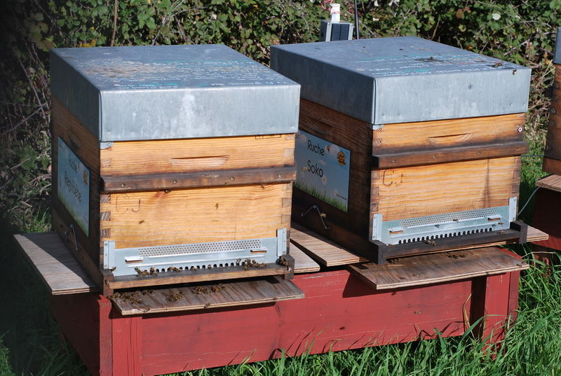 La ruche Soko