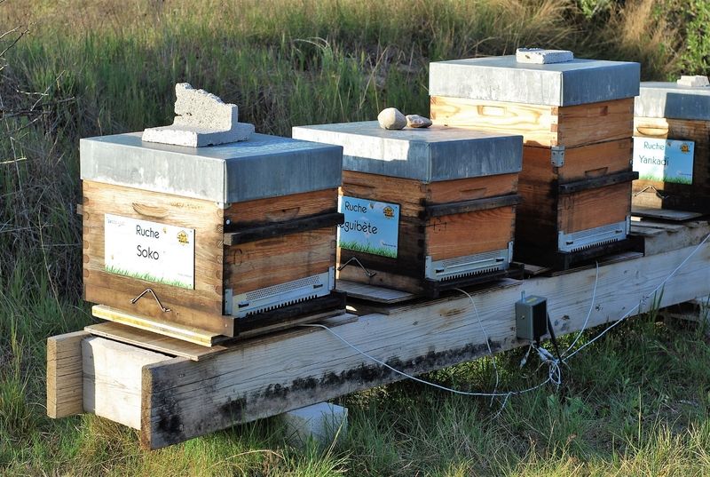 La ruche Soko
