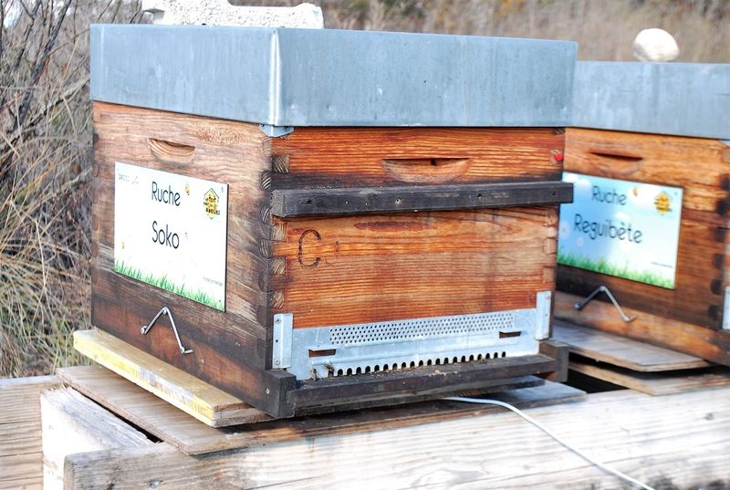 La ruche Soko