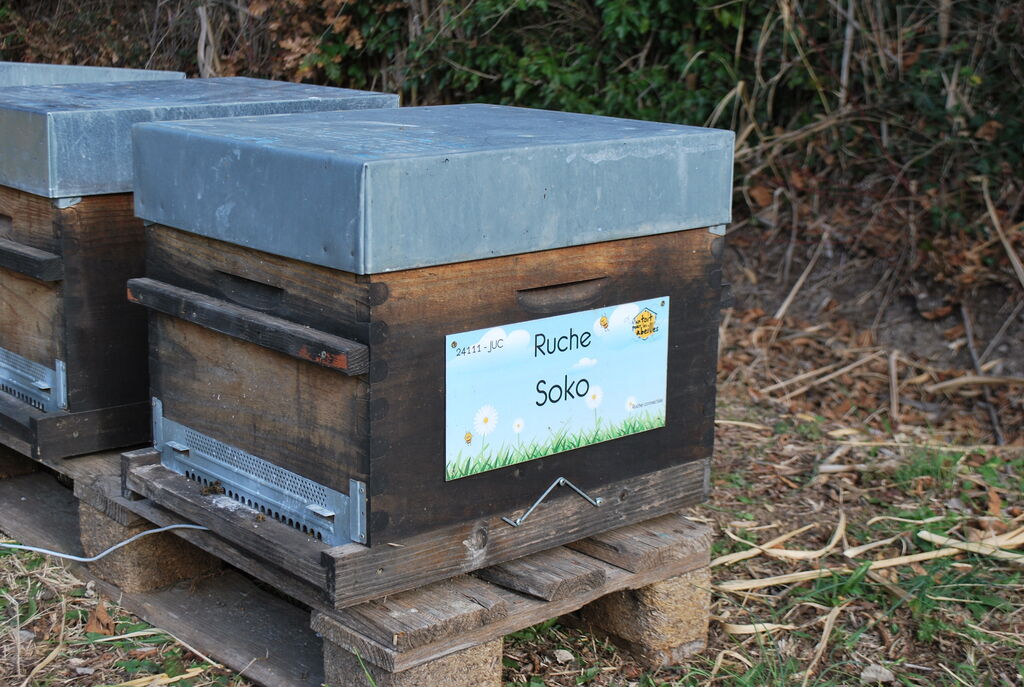 La ruche Soko
