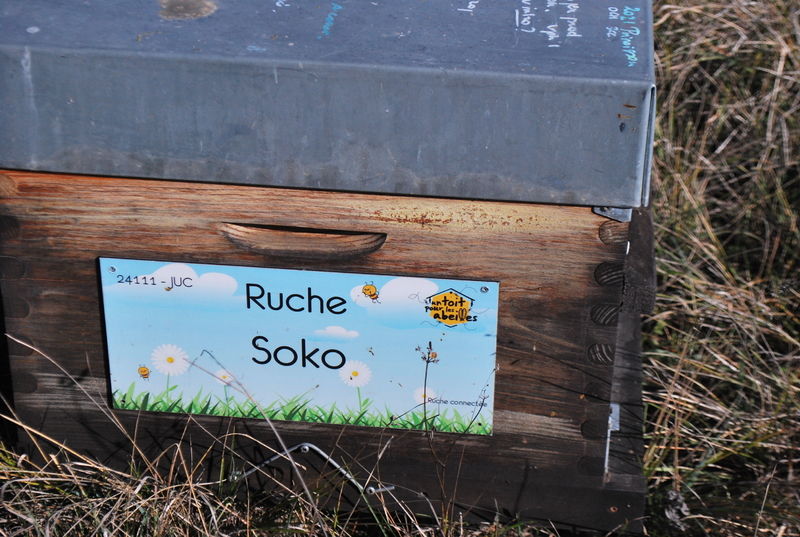 La ruche Soko