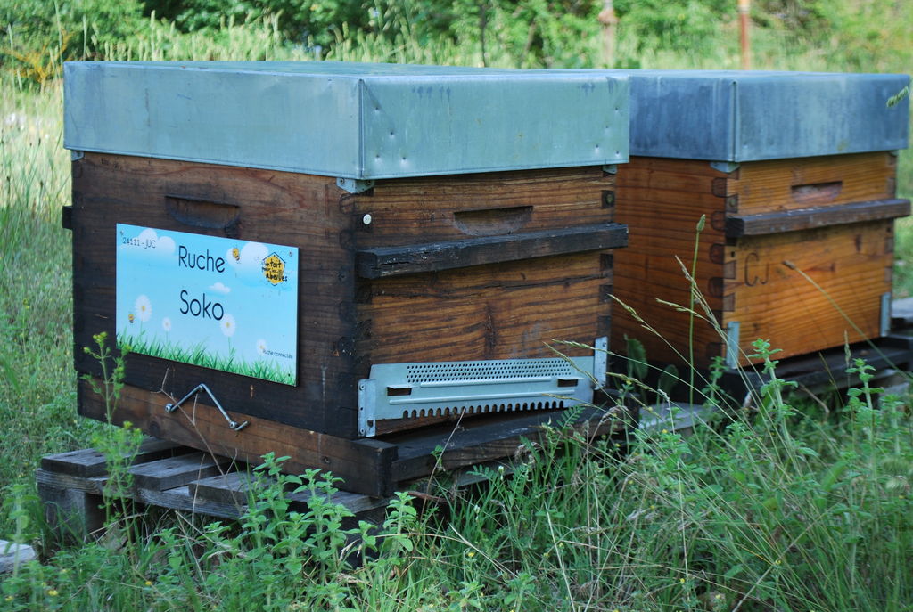 La ruche Soko