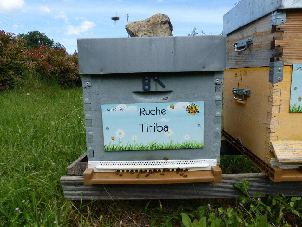 La ruche Tiriba