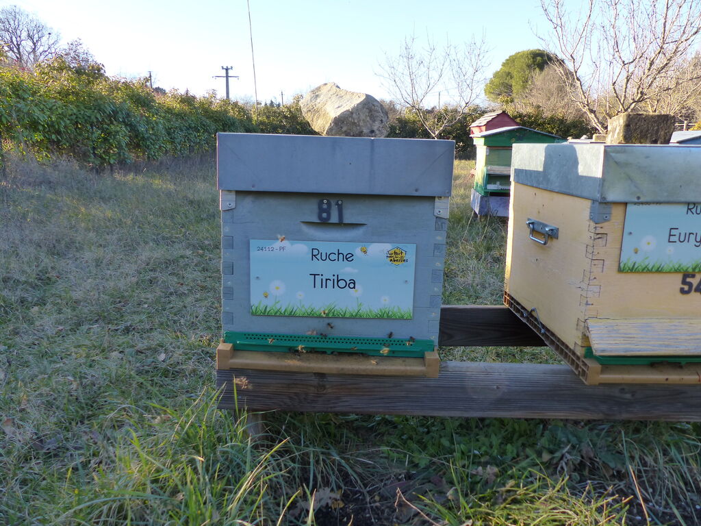 La ruche Tiriba
