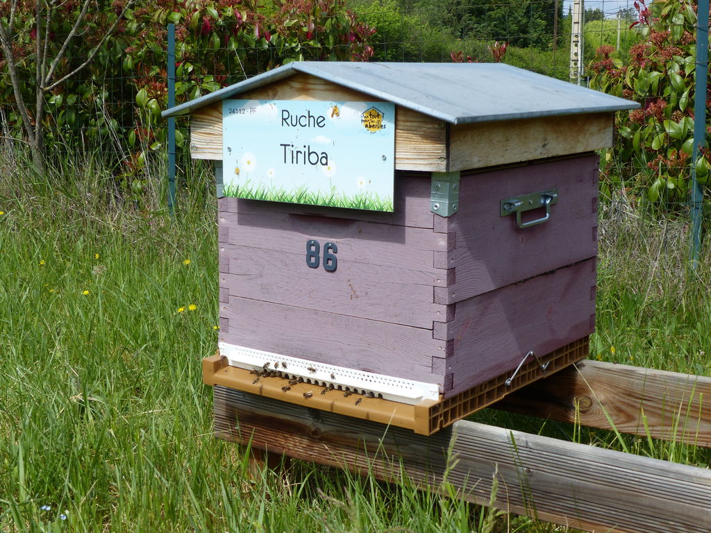 La ruche Tiriba