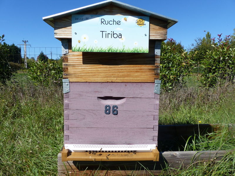 La ruche Tiriba