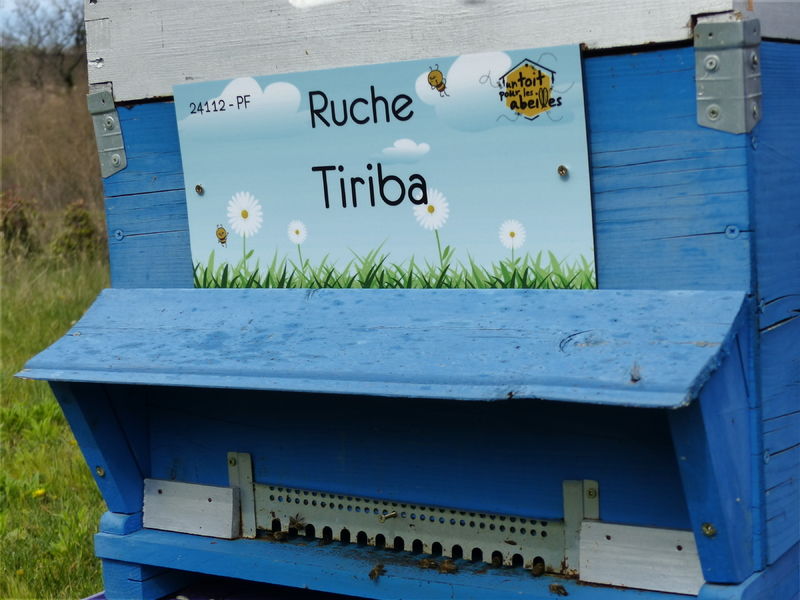 La ruche Tiriba