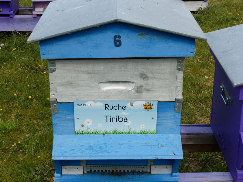La ruche Tiriba
