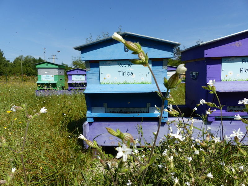 La ruche Tiriba