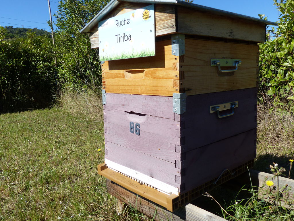 La ruche Tiriba