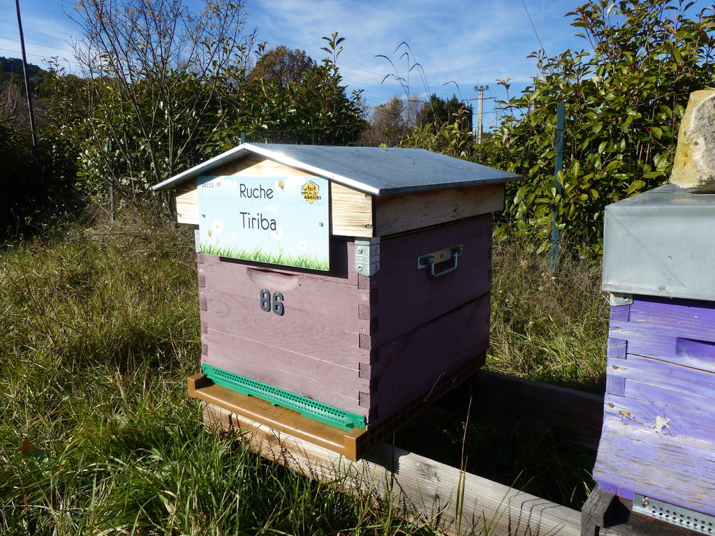 La ruche Tiriba
