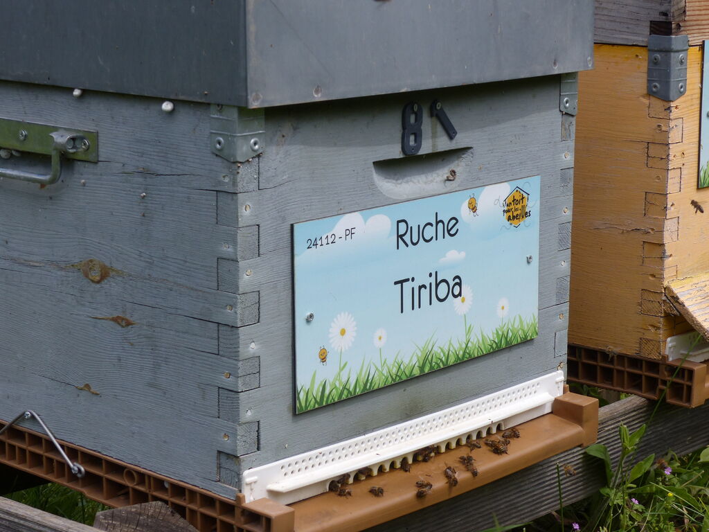 La ruche Tiriba