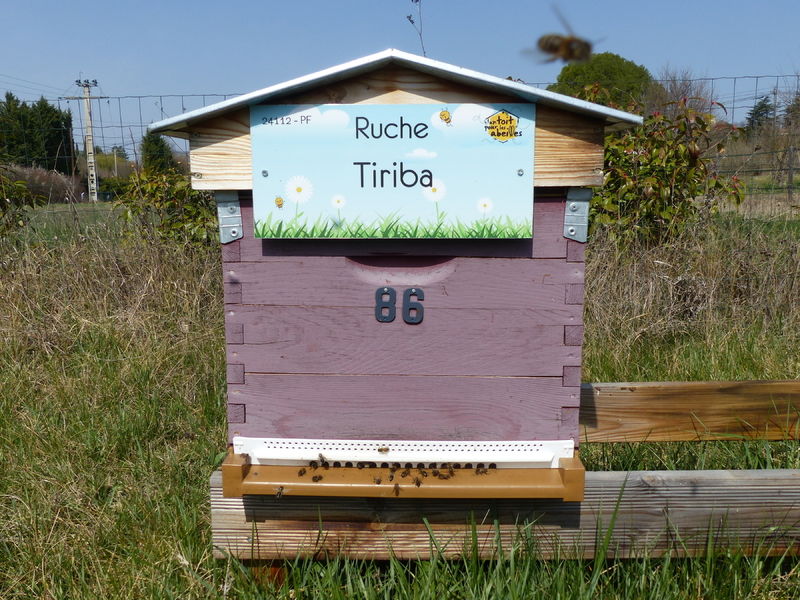 La ruche Tiriba