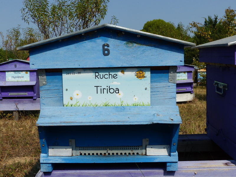 La ruche Tiriba