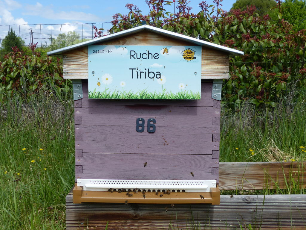 La ruche Tiriba