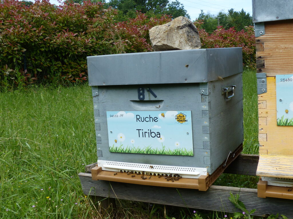 La ruche Tiriba