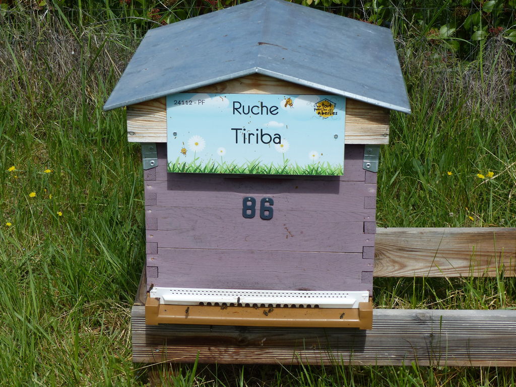 La ruche Tiriba