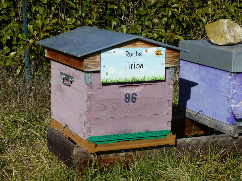 La ruche Tiriba