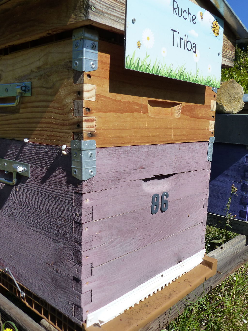 La ruche Tiriba