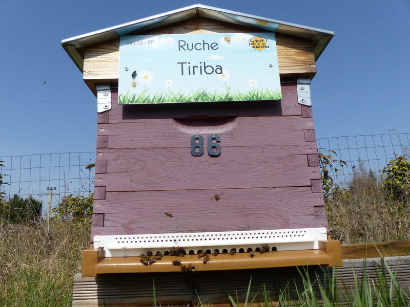 La ruche Tiriba