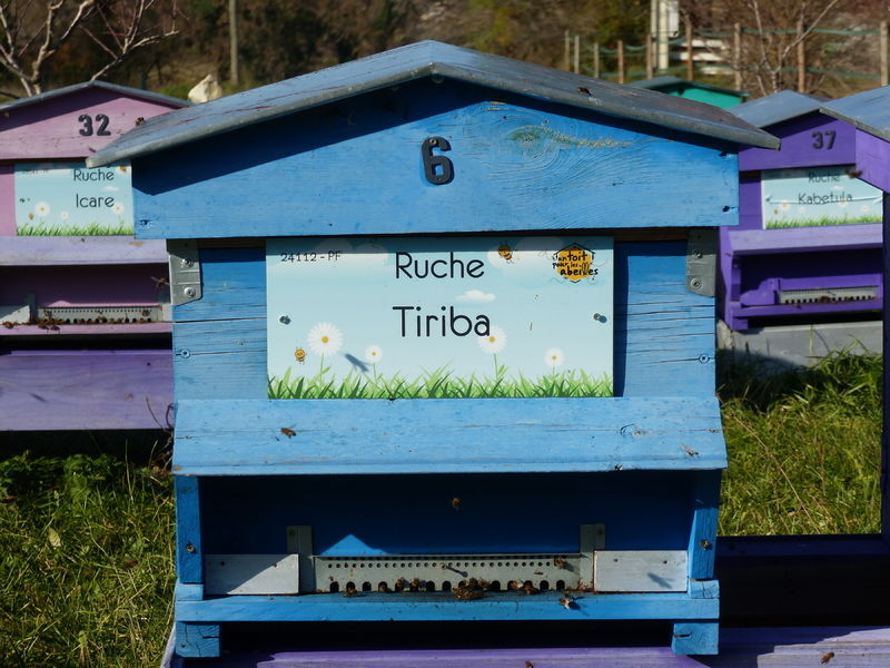 La ruche Tiriba