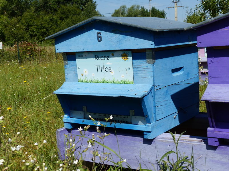 La ruche Tiriba