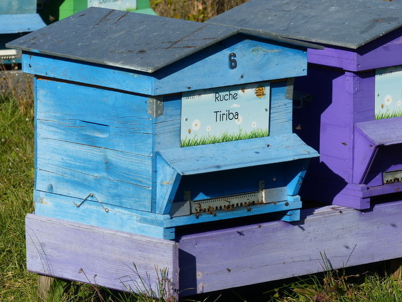 La ruche Tiriba