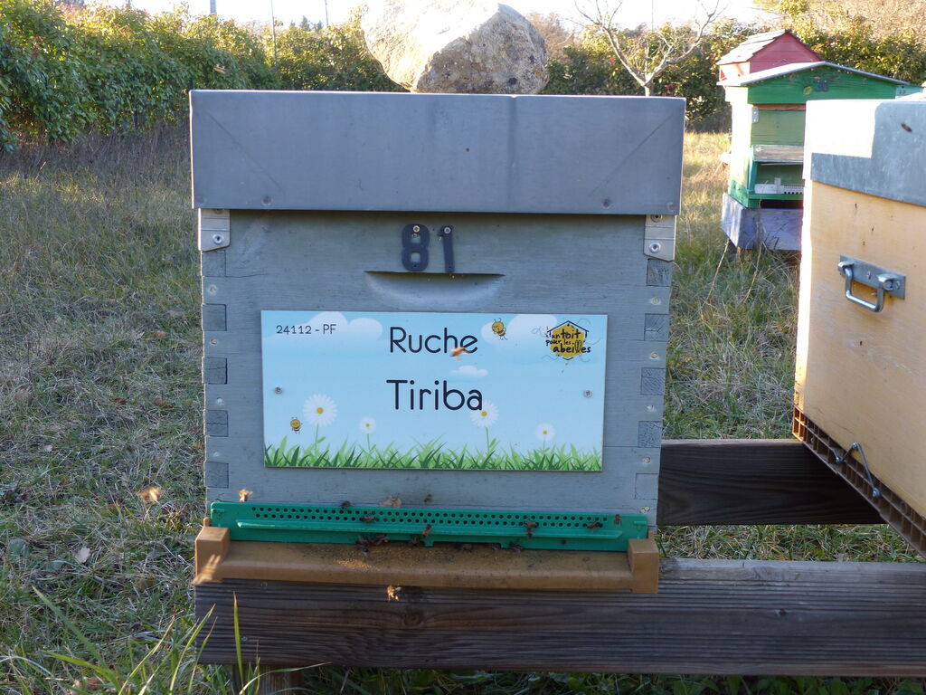 La ruche Tiriba