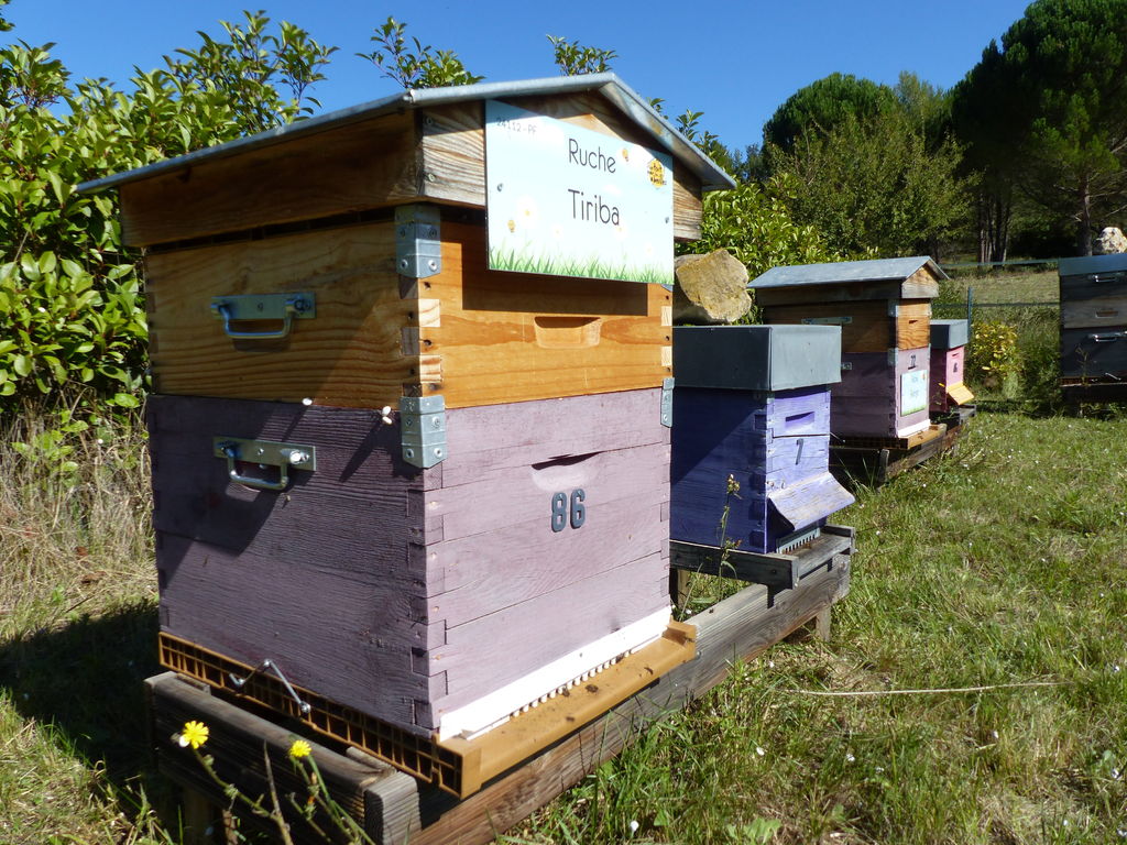 La ruche Tiriba