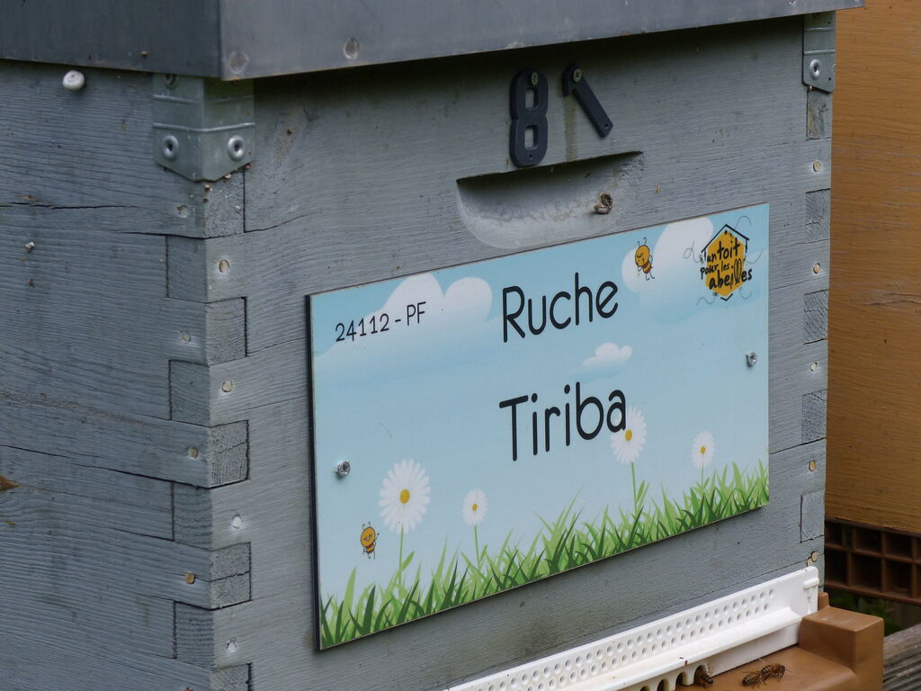 La ruche Tiriba