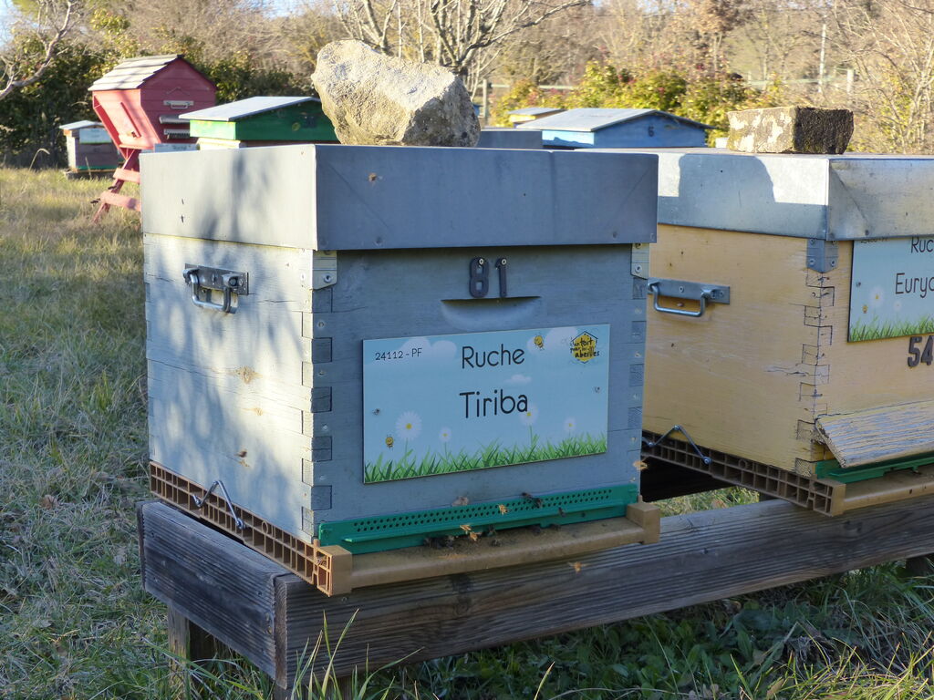 La ruche Tiriba