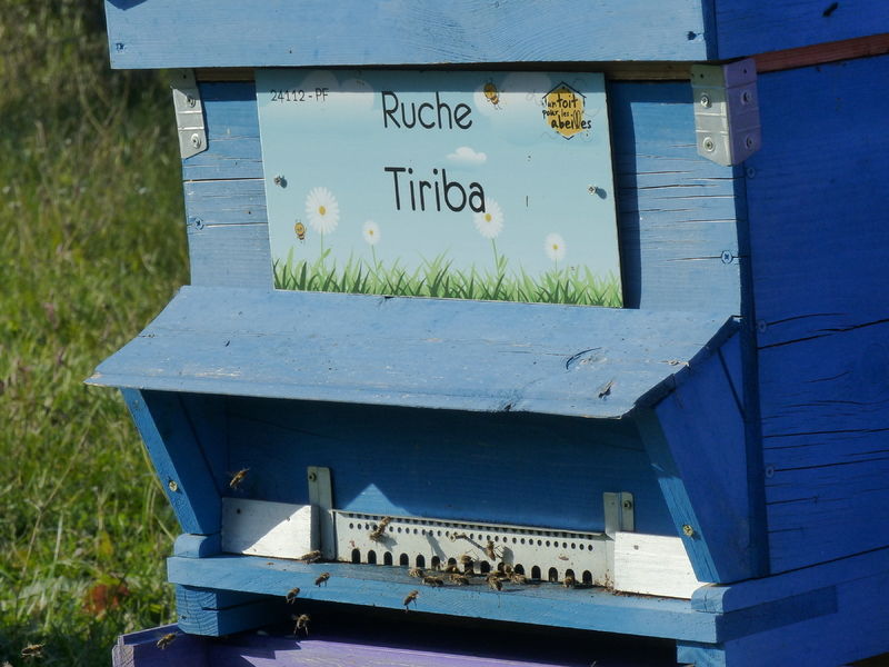 La ruche Tiriba