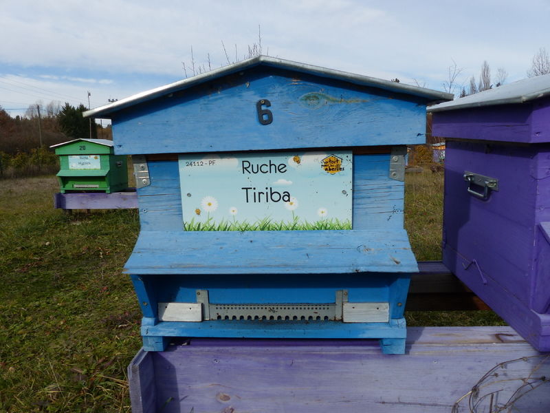 La ruche Tiriba