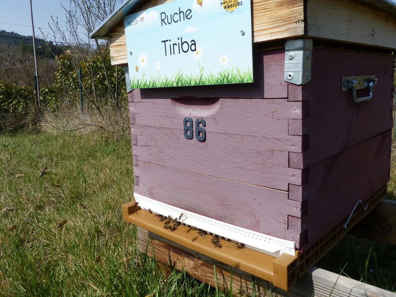 La ruche Tiriba