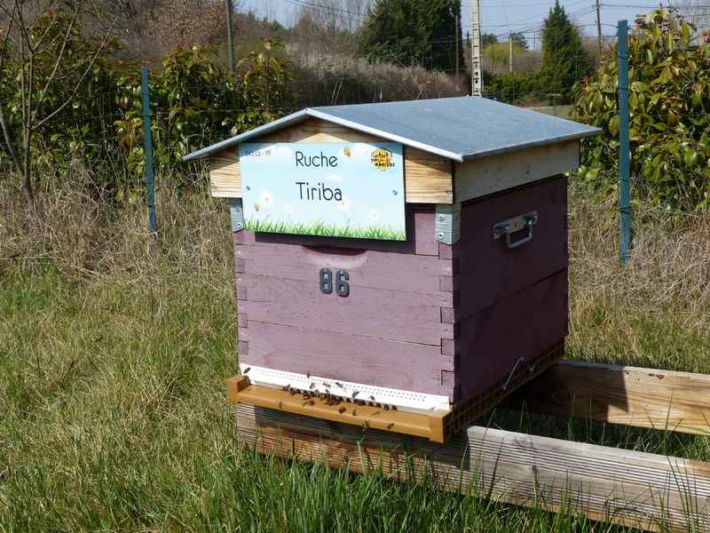 La ruche Tiriba