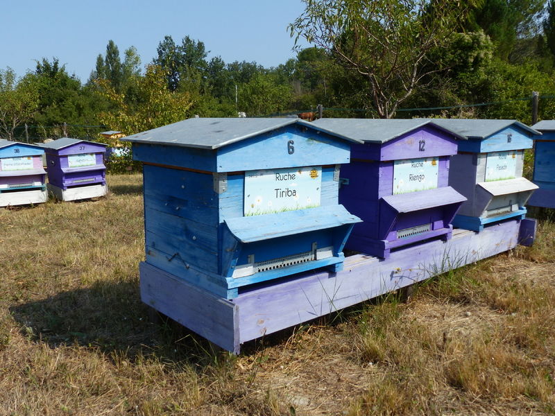 La ruche Tiriba