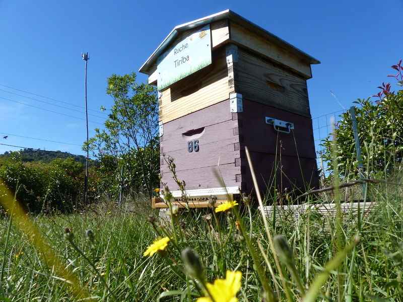 La ruche Tiriba