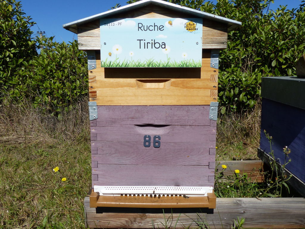 La ruche Tiriba