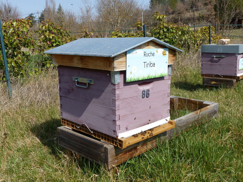 La ruche Tiriba